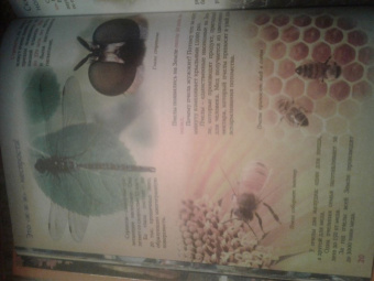 Евстигнеев, Ященко: Кто на свете старше динозавра... или Почему киты живут в воде, а слоны на суше?