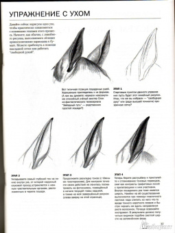 Ли Хэммонд: Учимся рисовать лошадей