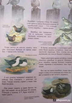 В. Владимиров: Какие птицы самые красивые?