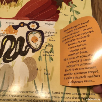 Боманн, Дюпон: Животные снаружи и внутри