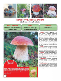 Матанцева, Матанцев: Самые распространенные съедобные грибы