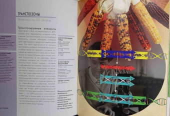 Вайцман, Вайцман: Генетика за 30 секунд