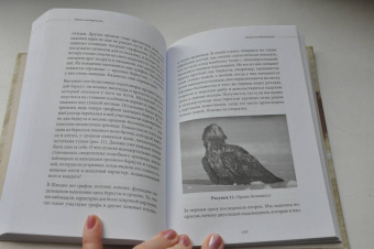 Клайв Финлейсон: Умный неандерталец. Охота на птиц, пещерное искусство и когнитивная революция