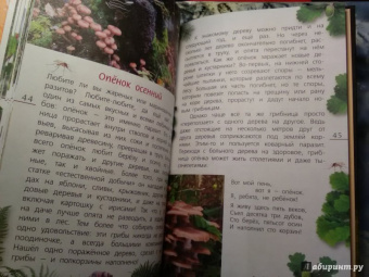 Петр Волцит: Ягоды и грибы