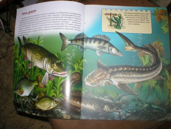 Юлия Школьник: Подводный мир. Книжки для любознательных