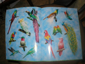 О. Александрова: Птицы. Книжки для любознательных