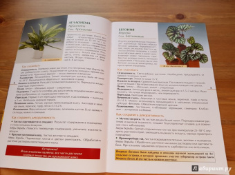 Валентин Воронцов: Секреты ухода. Декоративнолистные комнатные растений