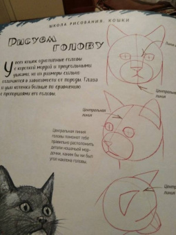 Марк Берджин: Школа рисования. Кошки