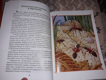 Татьяна Жданова: О том, как животные умеют дружить