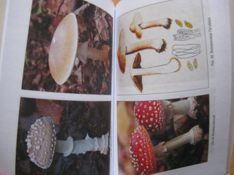 Кулинарная книга выживальщика