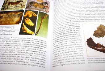 Андрей Шпанский: О мамонтах и их спутниках. Палеоэкология мамонтовой фауны