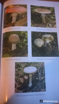 Алексей Колядов: Грибная охота. Советы опытного грибника