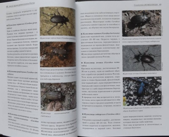 Александр Просвиров: Атлас жуков средней полосы России