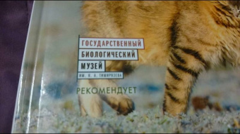 Александр Тихонов: Кошки дикие и домашние