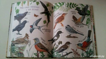 Николай Сладков: Лесные сказки