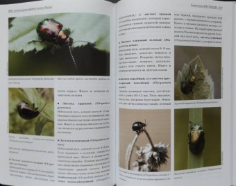 Александр Просвиров: Атлас жуков средней полосы России