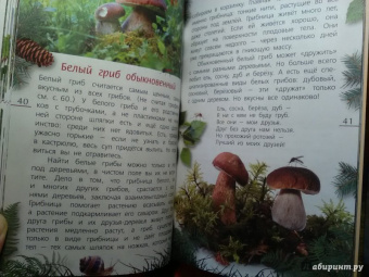 Петр Волцит: Ягоды и грибы