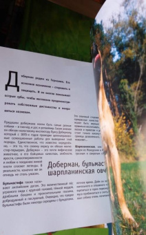 Собаки. 1001 фотография