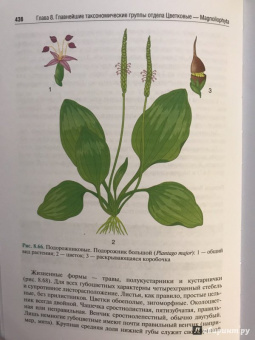 Барабанов, Зайчикова: Ботаника. Учебник