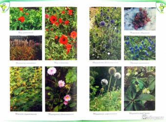 Андрей Цицилин: Лекарственные растения на даче и вокруг нас. Полная энциклопедия