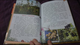 Петр Волцит: Ягоды и грибы