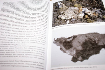 Андрей Шпанский: О мамонтах и их спутниках. Палеоэкология мамонтовой фауны