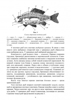 Гизатуллина, Макарова, Чернышова: Позвоночные животные. Учебное пособие