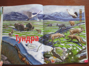 Жизнь животных. От тундры до пустыни