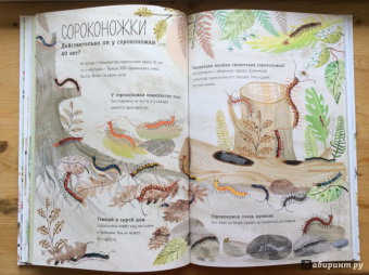 Зоммер, Тейлор: Большая книга букашек