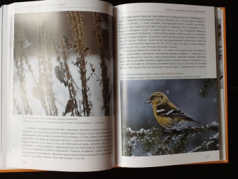 Константин Михайлов: Лесные птицы России