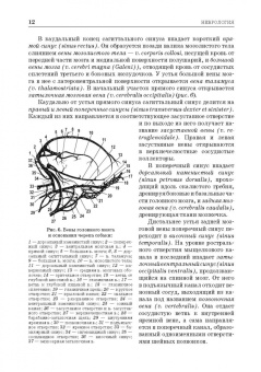 Зеленевский, Щипакин, Былинская: Анатомия животных. Неврология. Особенности строения домашней птицы. Практикум