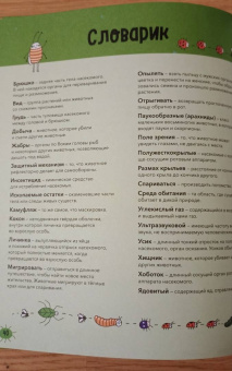 Noodle Fuel: Насекомые и не только. От шмелей до навозных жуков. Все ползуче-летучие факты, рекорды и достижения