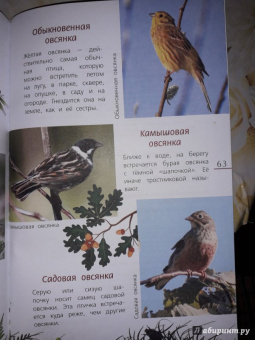 Василий Вишневский: Наши птицы. Определитель для детей