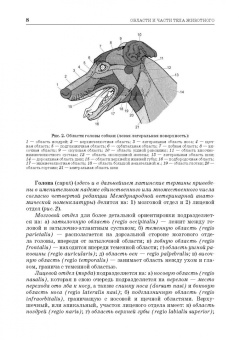 Зеленевский, Зеленевский, Щипакин: Анатомия животных. Соматические системы. Практикум. Учебное пособие для вузов