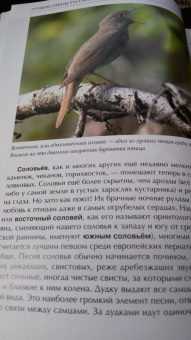 Константин Михайлов: Лесные птицы России