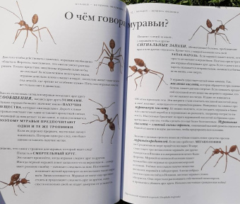 Барт Россел: Поразительные насекомые. Книга про подземных математиков, мастеров блефа, дружных кочевников, зомби