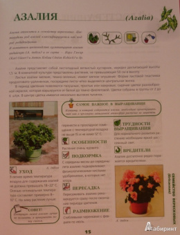 Иллюстрированная энциклопедия комнатных растений