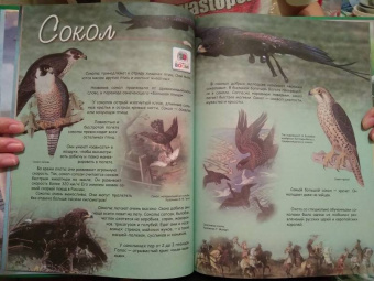 В. Владимиров: Какие птицы самые красивые?