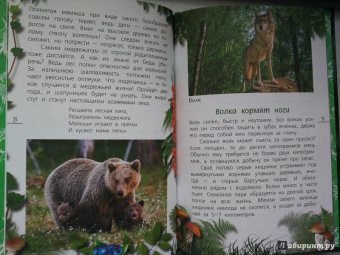 Александр Тихонов: Лесные тайны