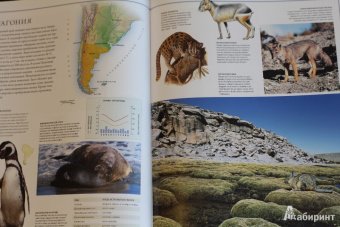 Бамбарадения, Вудрафф, Гинзберг: Животный мир. Иллюстрированный атлас