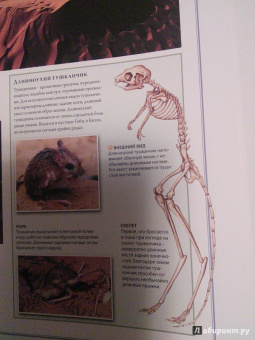 Бамбарадения, Вудрафф, Гинзберг: Животный мир. Иллюстрированный атлас