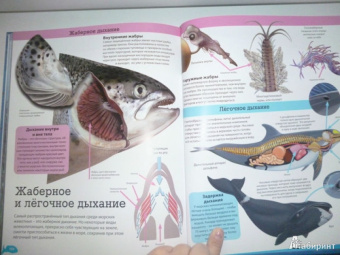 Кармен Родригес: Подводный мир. Иллюстрированная энциклопедия
