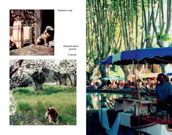 Питер Мейл: Мои двадцать пять лет в Провансе