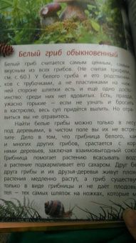 Петр Волцит: Ягоды и грибы