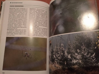 Владимир Бабенко: Животные рядом с нами