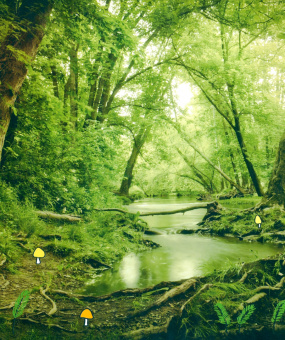 Мак Гагельдонк: Таинственный лес и его обитатели