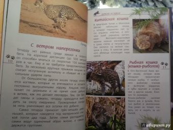 Александр Тихонов: Кошки дикие и домашние