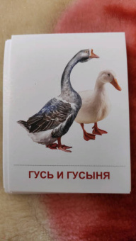 Раздаточные карточки "Птицы домашние и декоративные"  (16 штук)