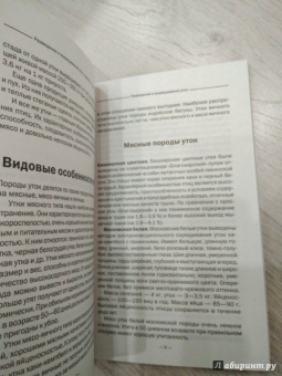 Разведение и выращивание уток, индоуток и гусей обычных пород и бройлеров