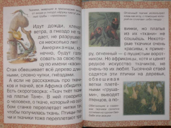 Инна Гамазкова: Гнезда, норки, домики